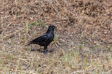side view carrion crow (corvus corone) standing on dry ground