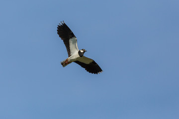 portrait flying lapwing bird (vanellus vanellus), blue sky, spread wings