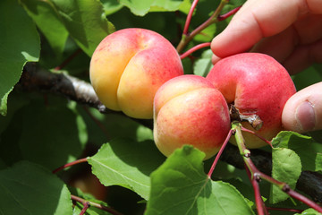 Mano de campesino recogiendo albaricoques en la rama del árbol, durante la recogida de la fruta.Albaricoques en la rama del árbol, durante la recogida de la fruta.