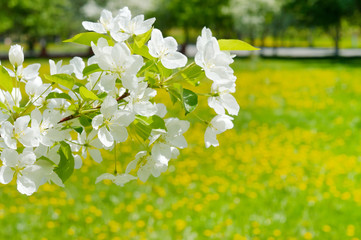 apple blossoms above dandelion field