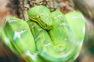 Live nature. Green snake