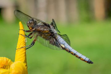 Dragon Fly on a flower viewed from the side