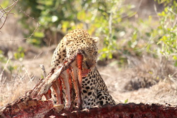 Naklejka na ściany i meble leopard eating a carcass