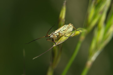 Weichkäfer sitzt auf einem Blatt