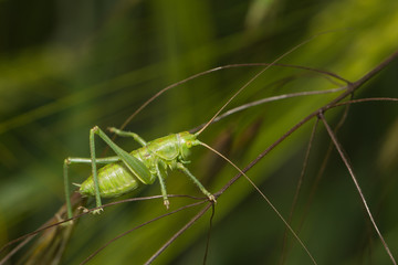 Heuschrecke sitzt auf einem Blatt