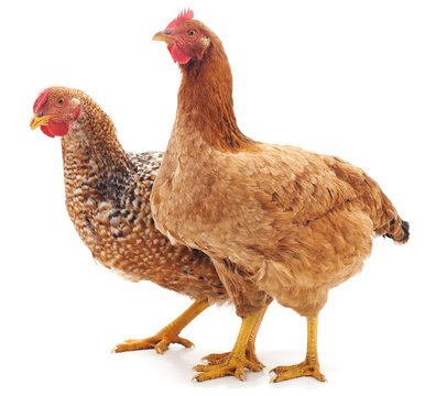 Two brown chicken.