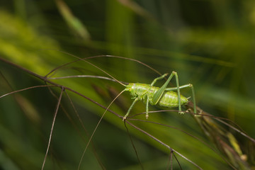 Heuschrecke sitzt auf einem Blatt