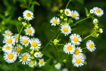 chamomile in the field nature flowers 