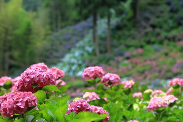 紫陽花　アジサイ　あじさい