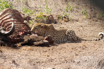 leopard eating a carcass