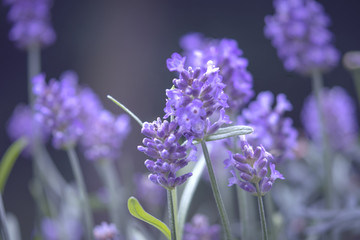 Lavendel, Bokeh - Lavender 