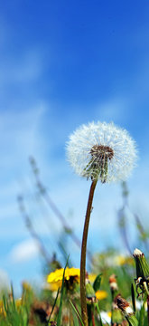 Fototapeta Schöne Pusteblume