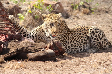 leopard eating a carcass