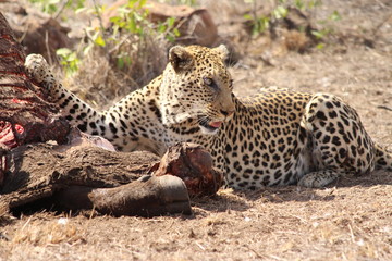 leopard eating a carcass