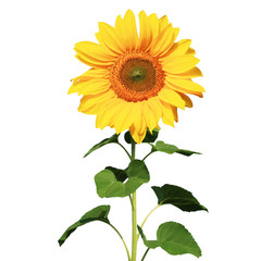 Sonnenblume auf weissem Hintergrund