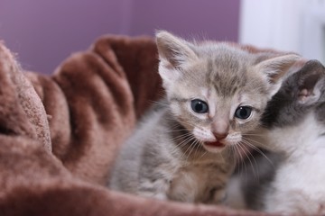 ADORABLE GRAY AND WHITE KITTEN