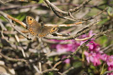 Fototapeta premium Awesom isolated butterfly on flower in my garden