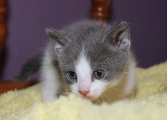 ADORABLE GRAY AND WHITE KITTEN