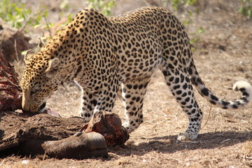 Leopard eating a buffalo