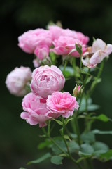 バラエンディミオン