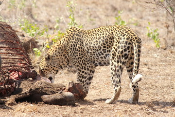 Leopard eating a buffalo