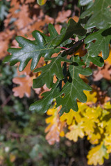 Detail of green leaf lobed White Oak on blurred  background of yellow and brown leaves, in the transition to autumn