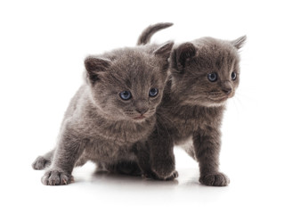 Two gray cat.