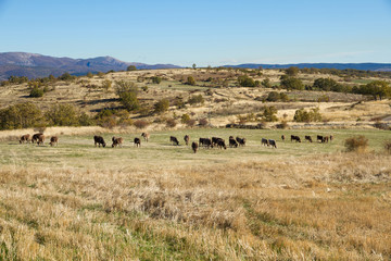 Fototapeta na wymiar Manada de vacas pardas o marrones pastando en pradera otoñal en paisaje ondulado. 