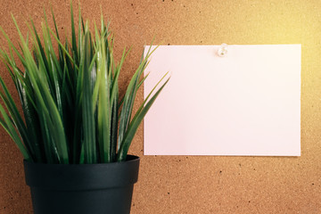 Blank paper note on cork board with green plant in pot. memo concept. blank note for copy space or typography