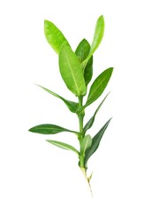 Fototapeta premium Fresh Ixora Leaves on White Background