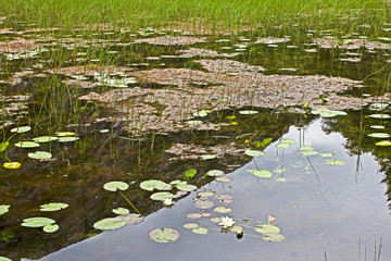Pond with Lilies