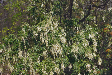 Japanese andromeda (Pieris japonica). Known as Japanese pieris also.