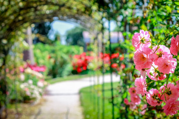 Ornamental garden with roses on arches and footpath surrounded by lush foliage.