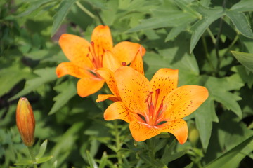 Closeup Of Lilies, Fort Edmonton Park, Edmonton, Alberta