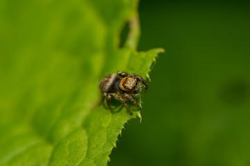 Kleine Springspinne auf Blatt