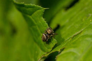 Kleine Springspinne auf Blatt