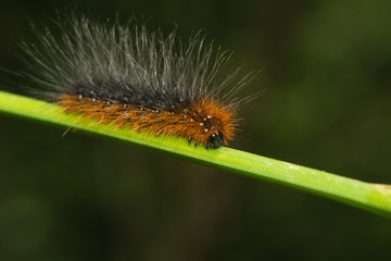 Raupe des braunen Bärenspinners klettert an einem Pflanzenstängel