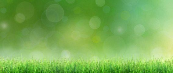 Gras im Frühling