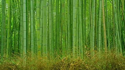 Tuinposter Green bamboo plant forest in Japan zen garden © Andy