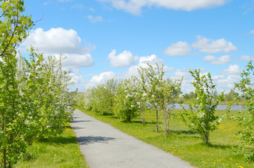 Fototapeta na wymiar park, flowering trees and river