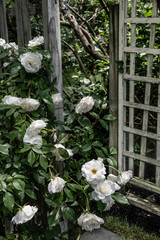 Trellis and White Roses