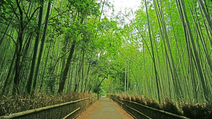 Fototapeta na wymiar Green bamboo plant forest in Japan zen garden