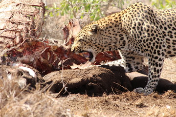Leopard eating a buffalo