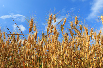 golden Wheat closeup