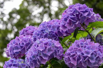 Hydrangea of Asukayama Park in Kita Ward, Tokyo, Japan / Asukayama park is a public park in Kita Ward, Tokyo, Japan