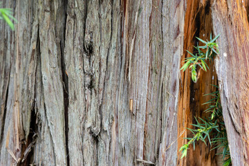 Old bark texture