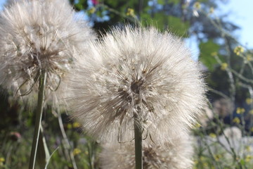 dandelion