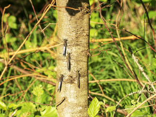 Orthetrum cancellatum