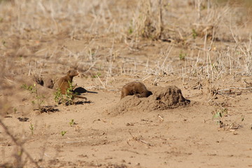 group of mongooses