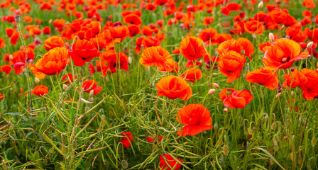 Obraz premium Panorama of red poppies